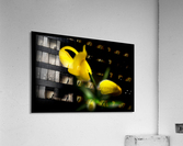 Dancing in the moon light Acrylic Print