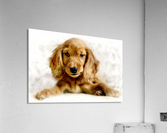 Cute Cocker Spaniel Puppy Acrylic Print