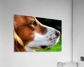 Cocker Spaniel Up Close Acrylic Print