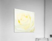 The White Rose Acrylic Print