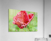 Raindrops and Roses Acrylic Print