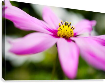 Pink and Flowing Canvas Print