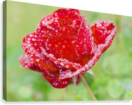 Raindrops and Roses Canvas Print