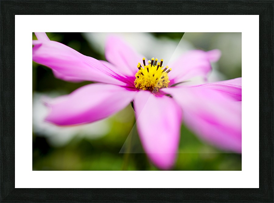 Pink and Flowing Picture Frame print