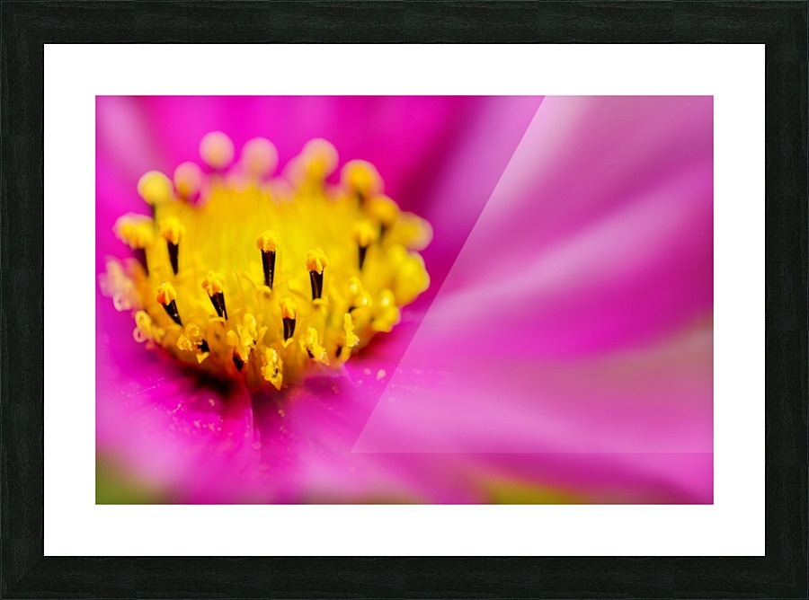 Pink Surprise Picture Frame print