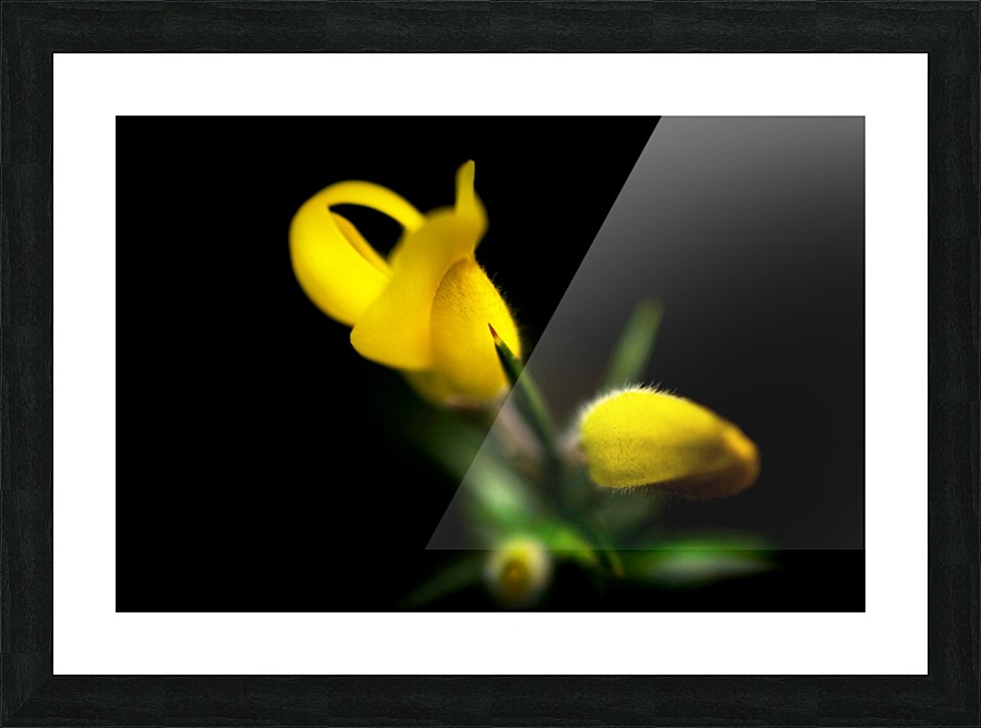 Dancing in the moon light Picture Frame print