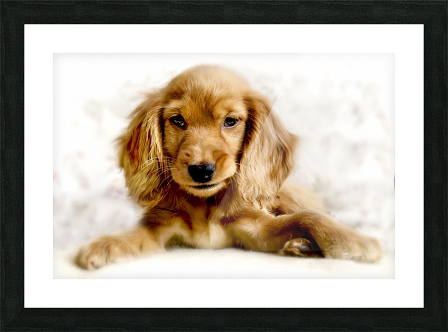 Cute Cocker Spaniel Puppy Picture Frame print