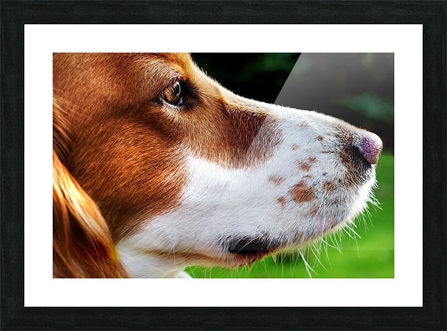 Cocker Spaniel Up Close Picture Frame print