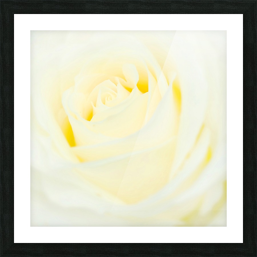 The White Rose Picture Frame print