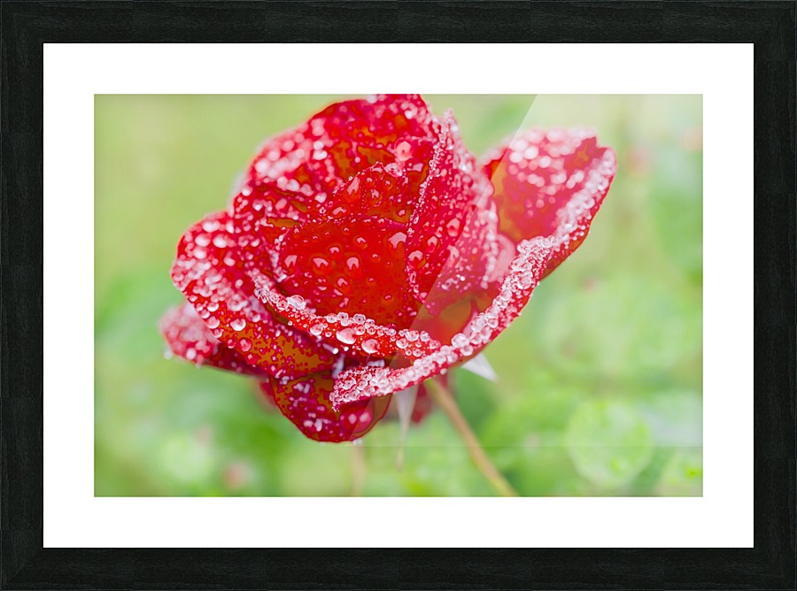 Raindrops and Roses Picture Frame print