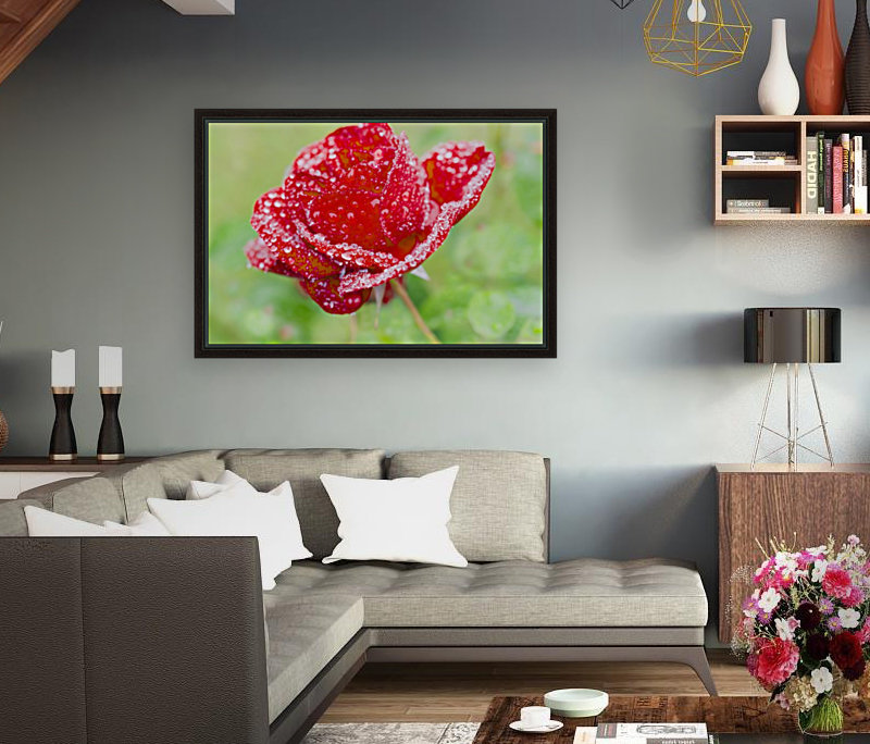 Raindrops and Roses Reproduction