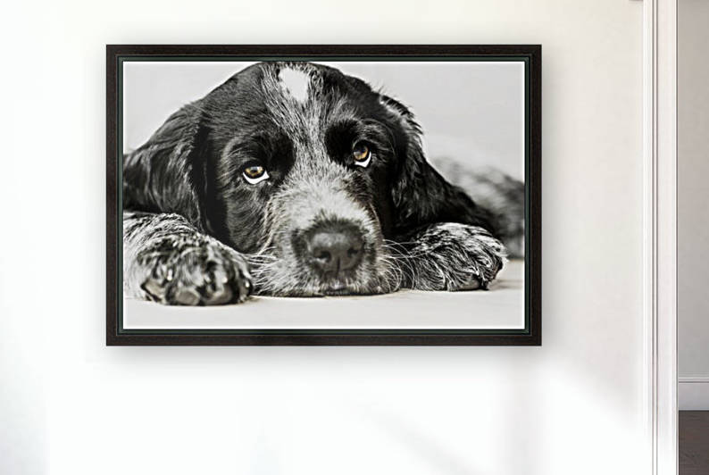 Cute Cocker Spaniel Puppy by Busybee-CR Photography