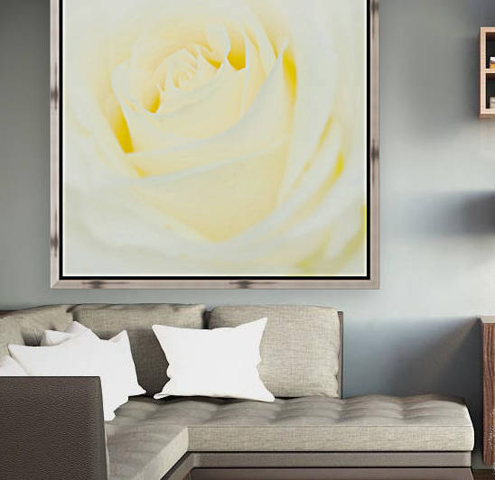 The White Rose by Busybee-CR Photography