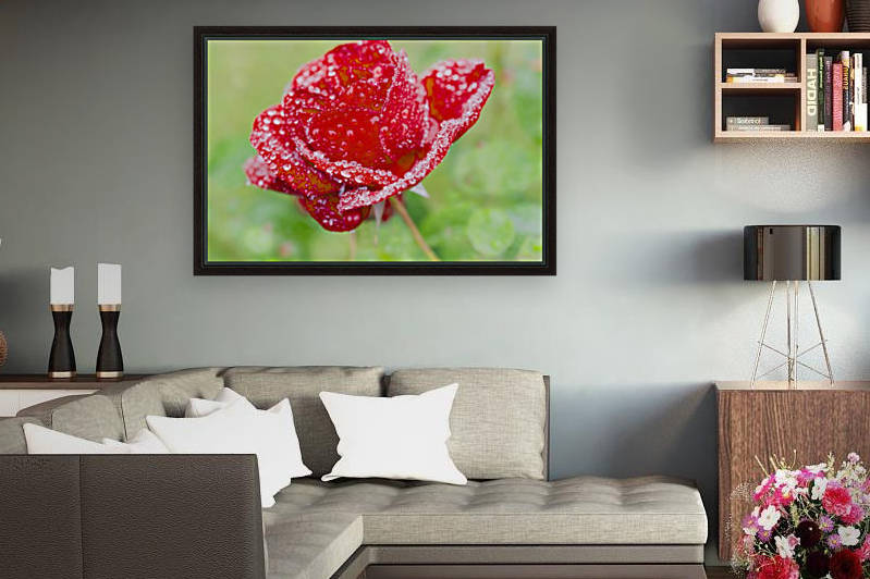 Raindrops and Roses by Busybee-CR Photography