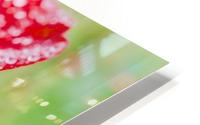 Raindrops and Roses HD Metal print