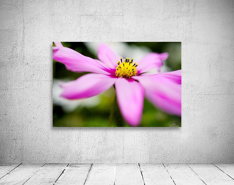 Pink and Flowing Wall Preview