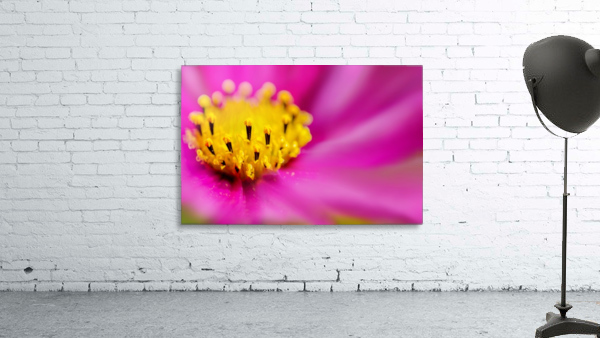 Pink Surprise Wall Preview