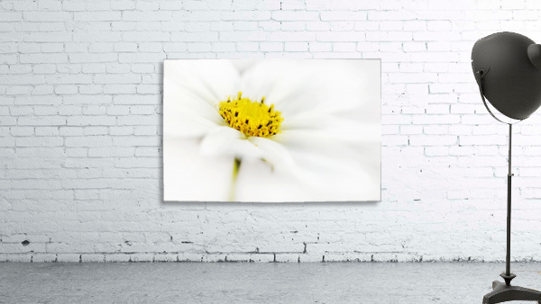 Simply White Wall Preview