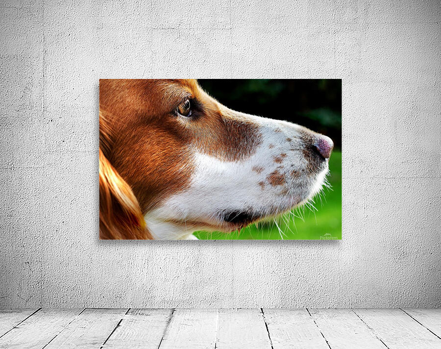 Cocker Spaniel Up Close Wall Preview