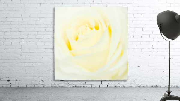 The White Rose Wall Preview