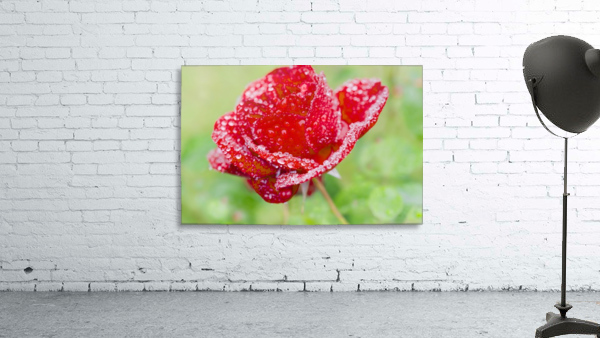 Raindrops and Roses Wall Preview