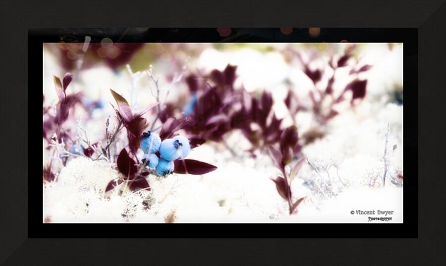 Winter BlueBerries Picture Frame print
