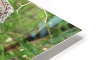 Why the Long Face HD Metal print