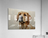 Golden Labrador Watercolor Art – Perfect Gift for Dog Lovers and Pet Owners Acrylic Print