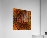 Running the Voodoo Down  Acrylic Print