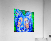 Austrailian Shepherd  Acrylic Print