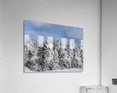IMG 6640 Acrylic Print