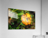 IMG 3304 Acrylic Print
