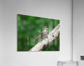 IMG 2853 Acrylic Print