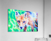 Fox Colored Pencil Drawing Acrylic Print
