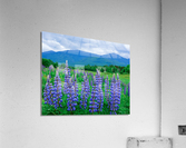 Lupines Acrylic Print