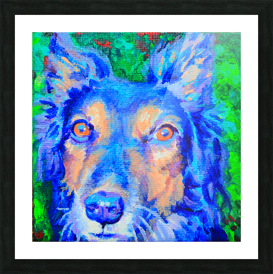 Austrailian Shepherd  Picture Frame print