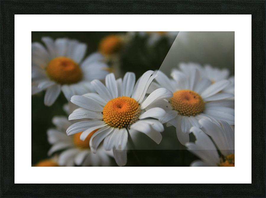 IMG 4181 Picture Frame print