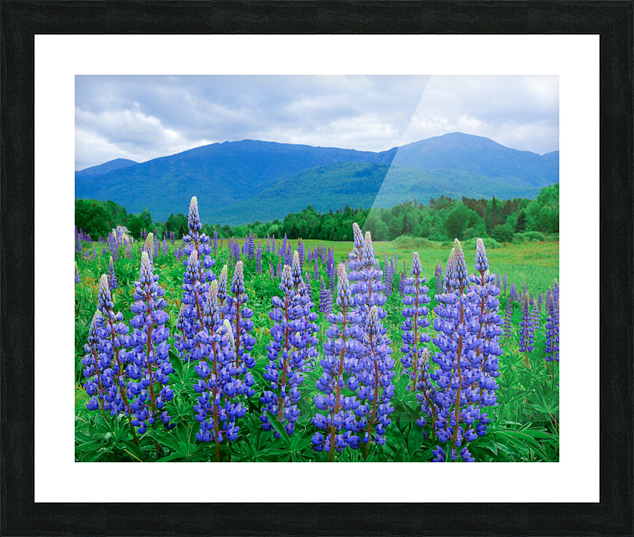 Lupines Picture Frame print