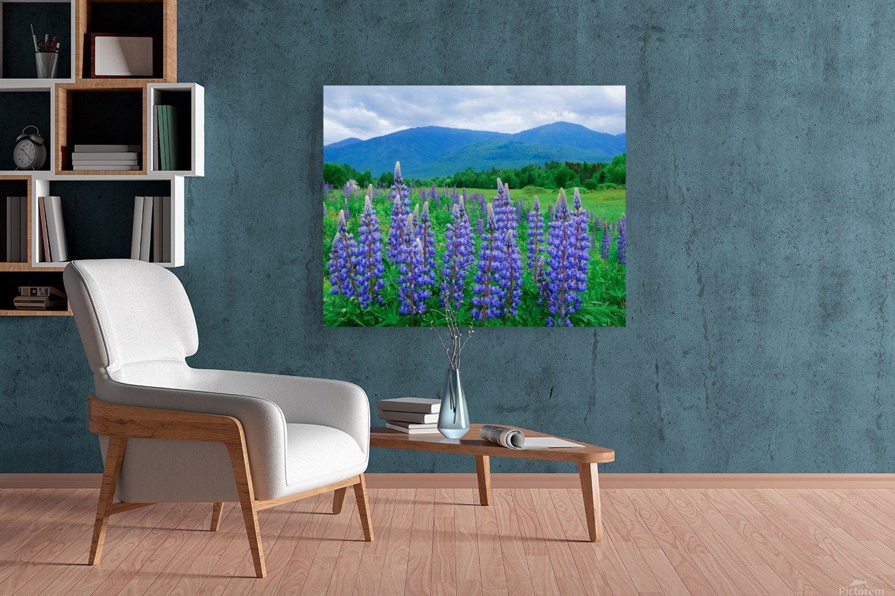 Lupines Reproduction
