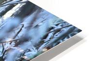 IMG 5225 HD Metal print