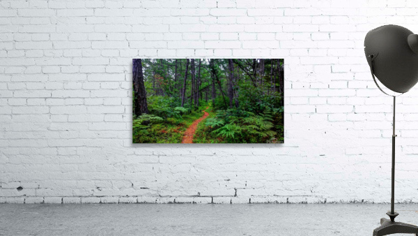 HDR211 Wall Preview