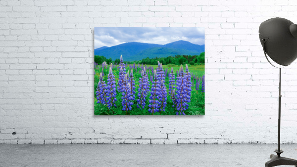 Lupines Wall Preview