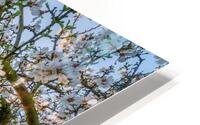 Spring Blossom 02 HD Metal print