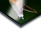 Buff Tailed Coronet Hummingbird Acrylic print