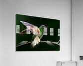 Buff Tailed Coronet Hummingbird Acrylic Print
