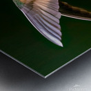 Buff Tailed Coronet Hummingbird Metal print