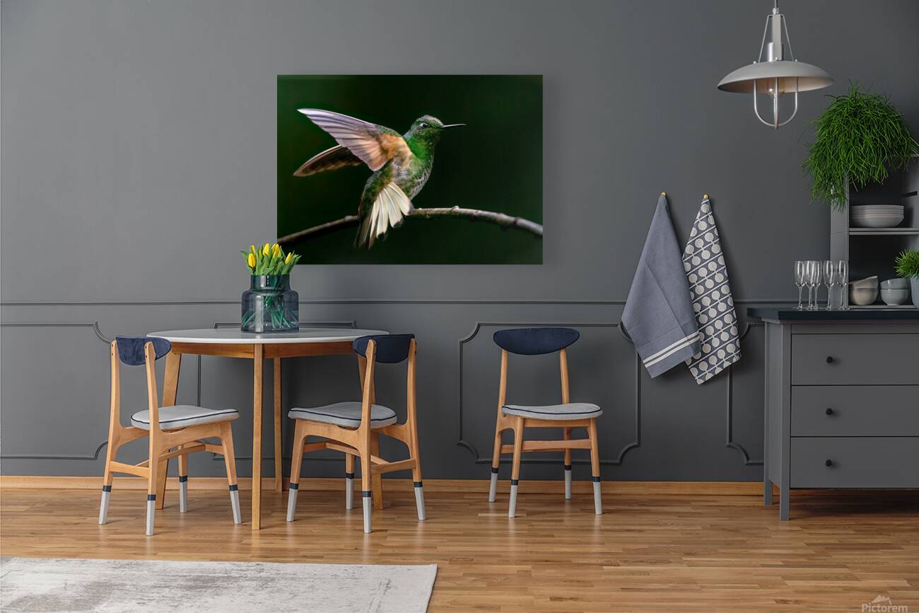 Buff Tailed Coronet Hummingbird Reproduction