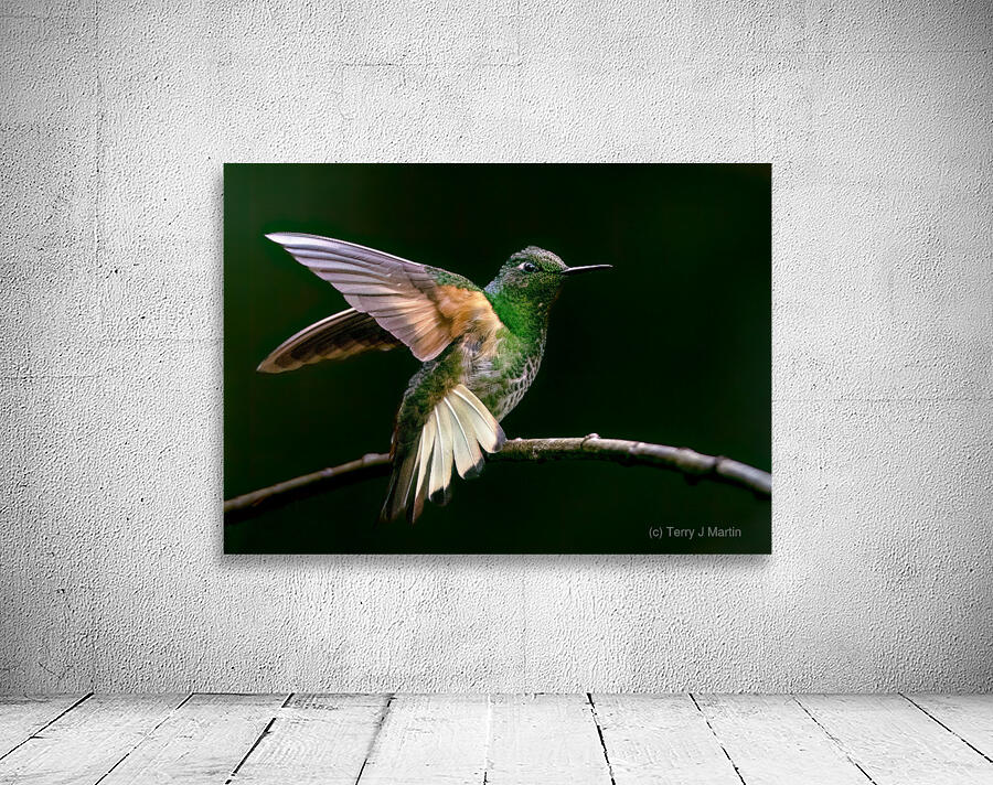 Buff Tailed Coronet Hummingbird Wall Preview