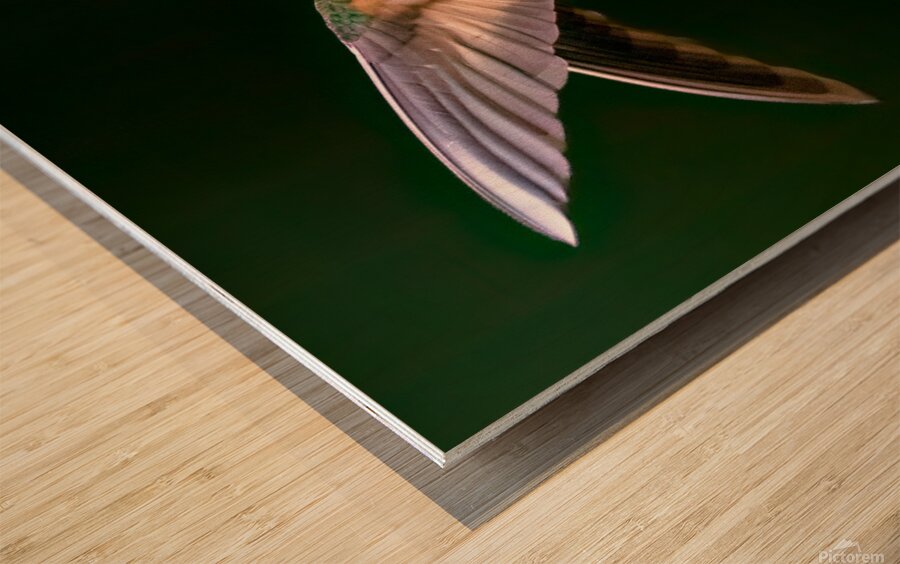 Buff Tailed Coronet Hummingbird Wood print