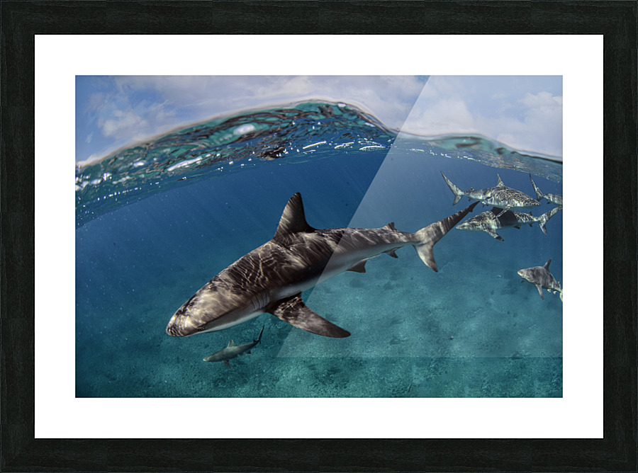 Surfs Up Picture Frame print